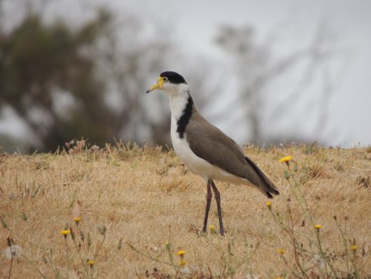 Masked lapwing near Turners Beach